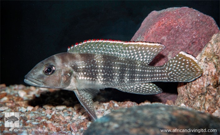 Neolamprologus tetracanthus 'Cape Kabogo'